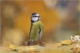 <p>SÝKORA MODŘINKA (Cyanistes caeruleus) ---- /Eurasian blue tit - Blaumeise/</p>